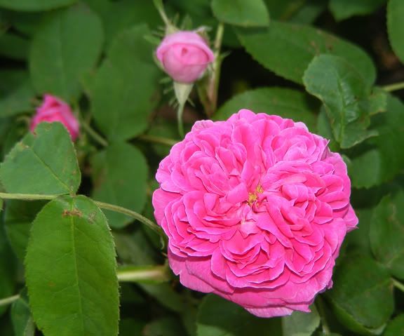 Rose de Rescht
